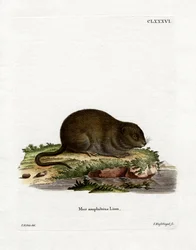Rata de Agua