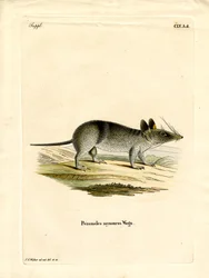 Bandicut Barrado Occidental