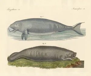 Animales parecidos a ballenas