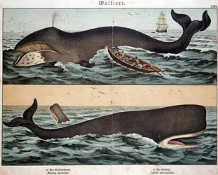 Ballena, en “Historia Natural de los Mamíferos”, ed. Schreiber, Múnich