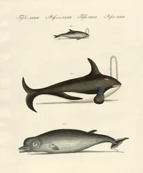 Ballenas y delfines