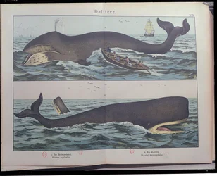 Caza de Ballenas y Cachalote, de Historia Natural de los Mamíferos (1861) por Gotthelf Heinrich von Schubert (1780-1860), publicado en Stuttgart, 1886