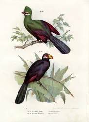 Turaco de Cresta Blanca, 1864