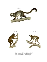 Lémur de cabeza blanca