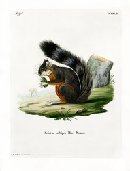 Ardilla de Patas Blancas