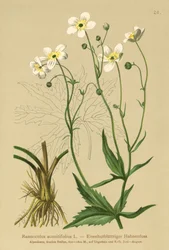 Botones de soltero blancos (Ranunculus aconitifolius)