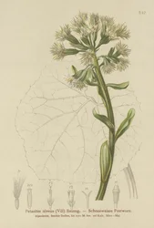 Petasites blanco (Petasites niveus, Petasites albus)