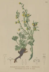 Genepi blanco (Artemisia mutellina, Artemisia umbelliformis)
