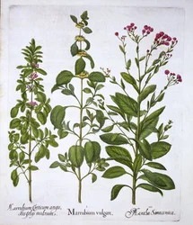 Marrubio blanco, marrubio y menta, de Hortus Eystettensis, por Basil Besler, pub. 1613