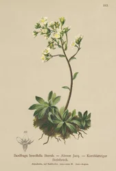 Saxífraga blanca de montaña (Saxifraga brevifolia, Saxifraga Aizoon)