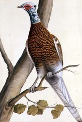 Faisán blanco, c.1740