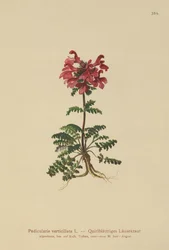 Pedicularis verticilada (Pedicularis verticillata)