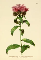 Centaurea Phrygia (Centaurea Phrygia)