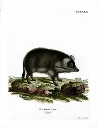 Jabalí