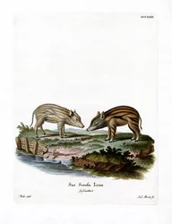 Jabalíes Pigmeos
