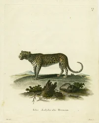 Gato Salvaje