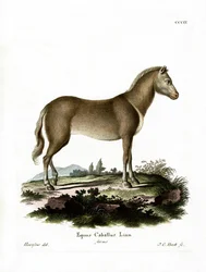 Caballo salvaje