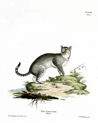 Gato montés