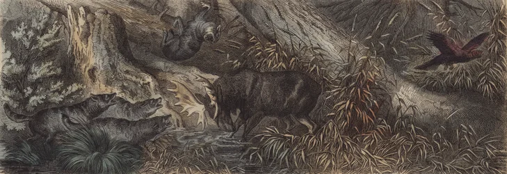 Fauna del norte de Rusia