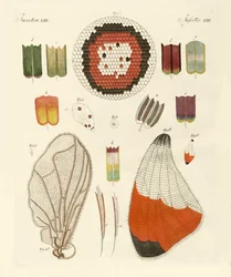 Ala de una mariposa