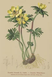 Acónito de invierno (Eranthis hiemalis, Eranthis hyemalis)