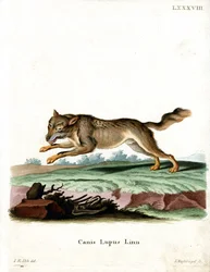 Lobo