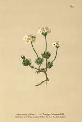 Jazmín de roca lanoso (Androsace villosa)