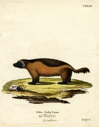 Glotón