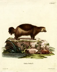 Glotón