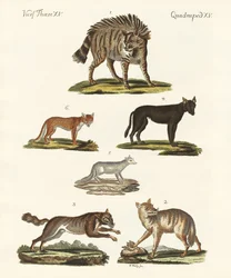 Lobos y zorros