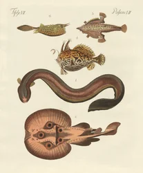 Peces maravillosos