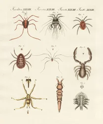 Insectos maravillosos
