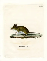 Ratón de campo