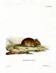 Ratón de Bosque
