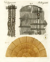 Anatomía de la madera
