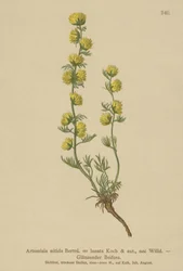 Ajenjo (Artemisia nitida, Artemisia lantana)