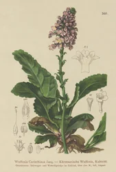 Wulfenia (Wulfenia Carinthiaca)