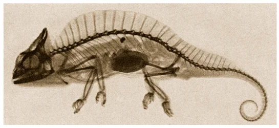 Radiografía de un camaleón c.1890