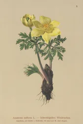 Anémona amarilla (Anemone sulfurea, Anemone sulphurea, Pulsatilla alpina)
