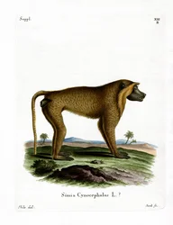 Babuino Amarillo