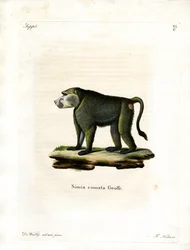 Babuino Amarillo