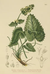 Betónica amarilla (Betonica Alopecurus, Stachys alopecuros)