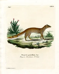 Mangosta Amarilla