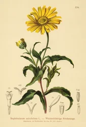 Ojo de buey amarillo (Buphthalmum salicifolium)