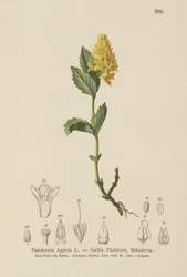 Paederota amarilla (Paederota Ageria, Paederota lutea)