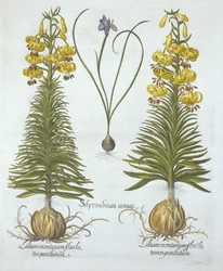 Lirio martagón amarillo con bulbo y Sisyrinchium, de Hortus Eystettensis, por Basil Besler (1561-1629), pub. 1613