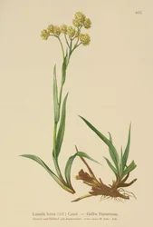 Juncia de Bosque Amarilla (Luzula lutea)