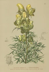 Acónito amarillo (Aconitum anthora)