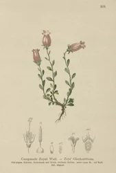 Campanilla de Zois (Campanula Zoysii)