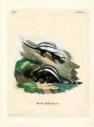 Zorrilla